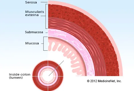 Picture of Colon